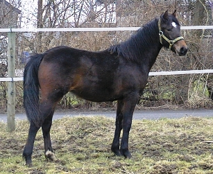 Ghinia als Jährling